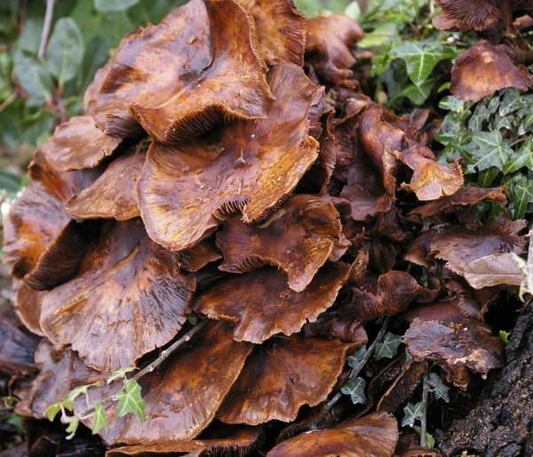 Fungus