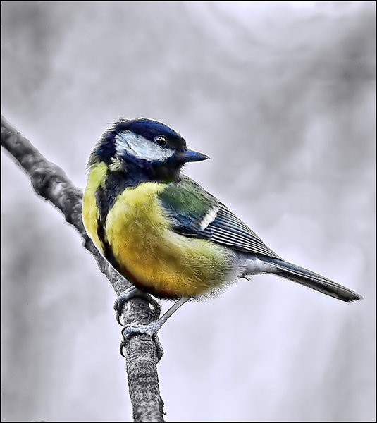 Great tit