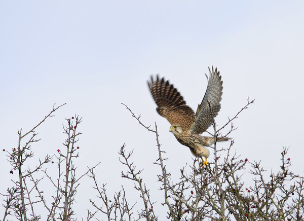 Hawk