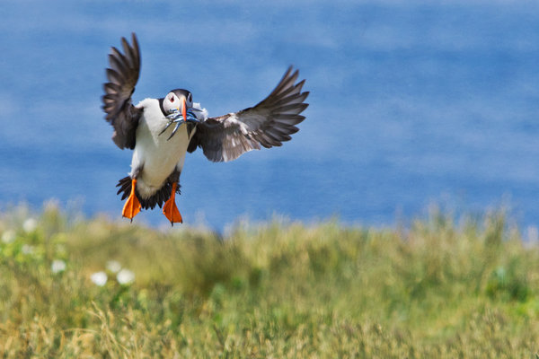 Incoming Puffin