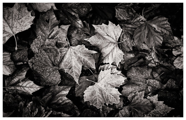 Late Autumn