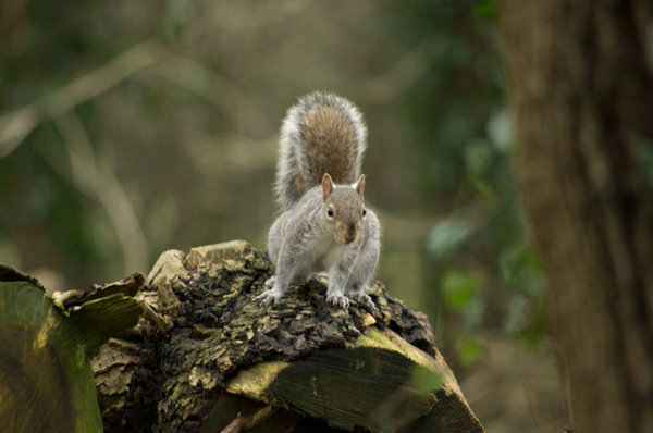 Local Squirrel