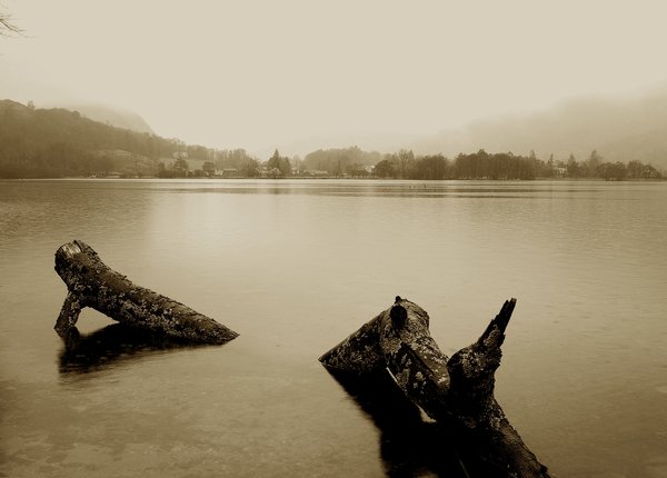 Logs on the Lake