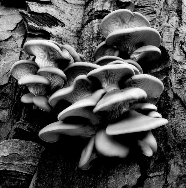 Mono Mushrooms