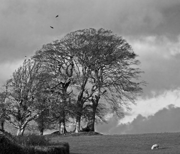 More Exmoor....