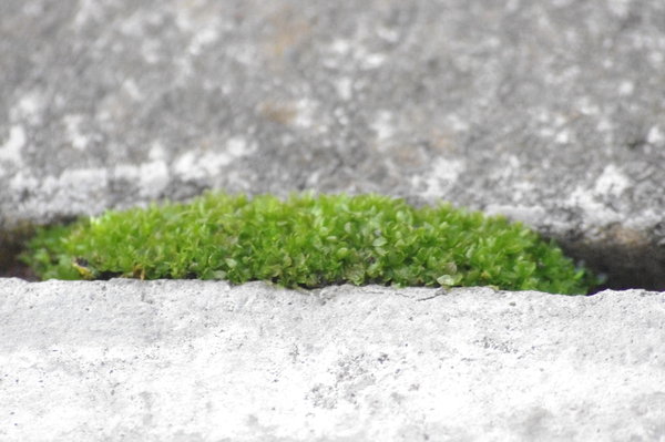 Moss