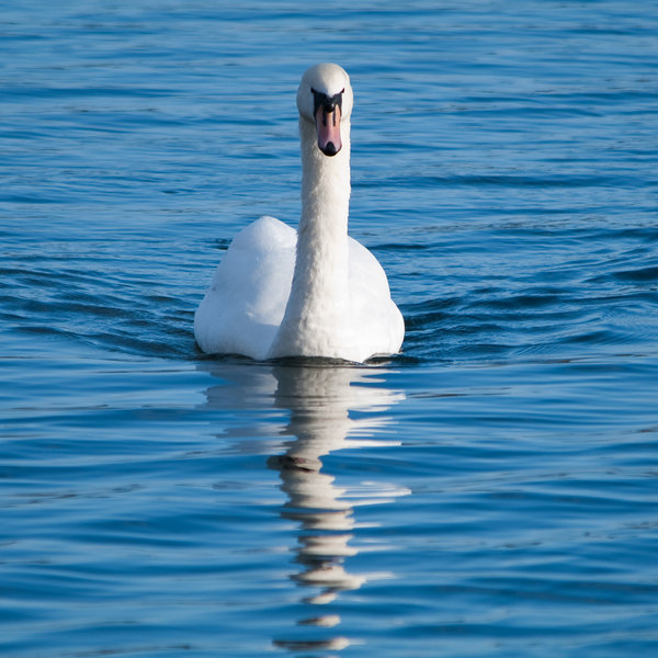 Mute Swan