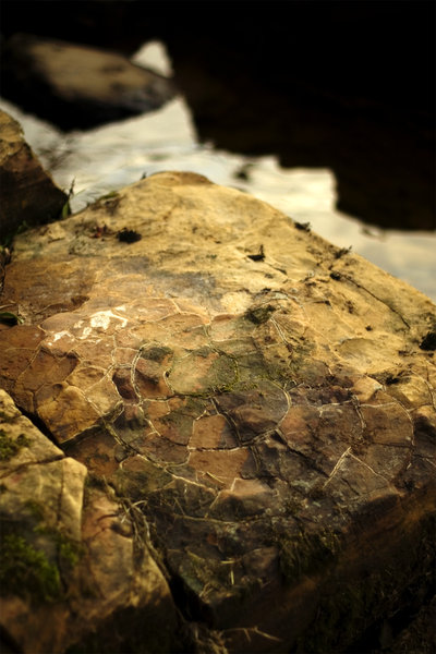 Natures Mosaic