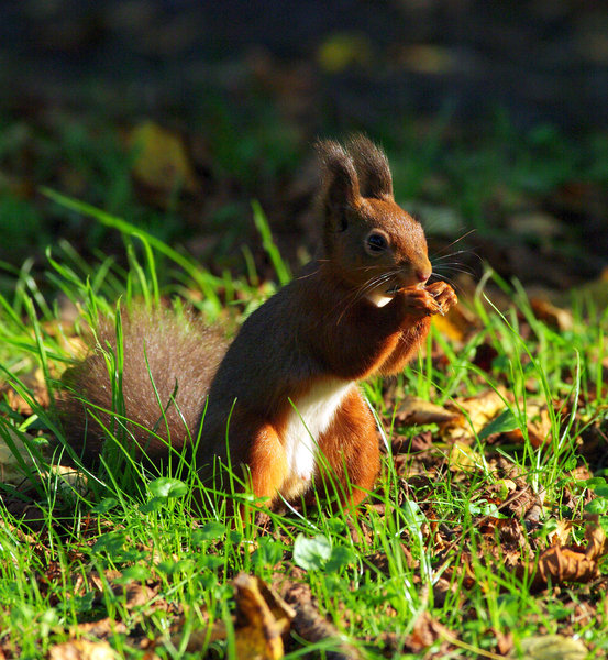 Nut guzzler!