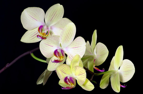 Orchid Stack