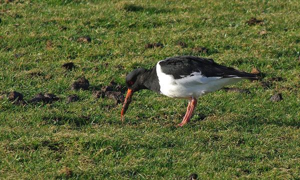Oyster catcher