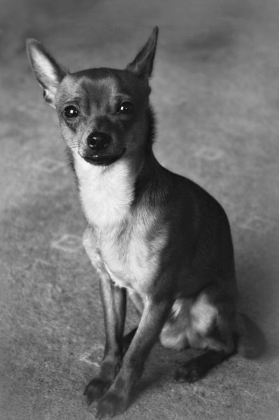 Paco all grown up