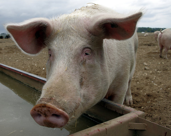 pig