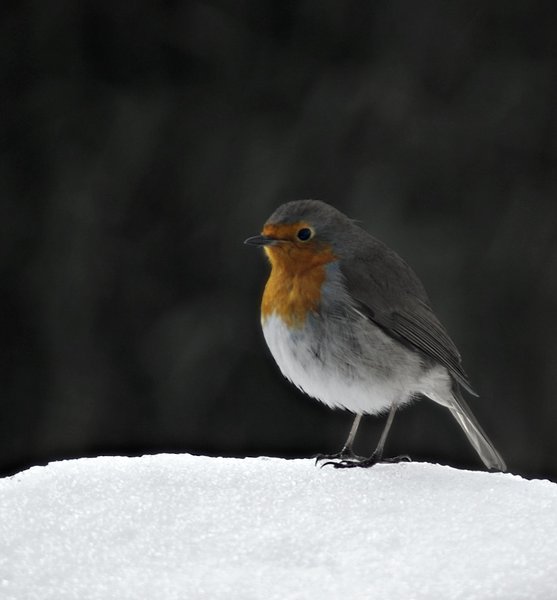 Robin