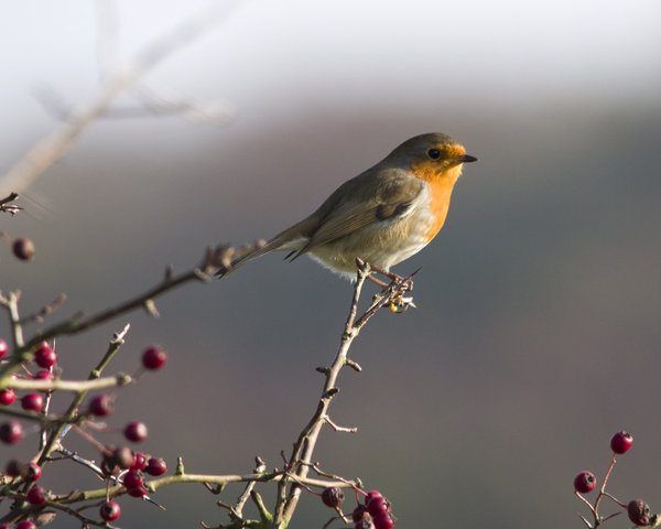 Robin