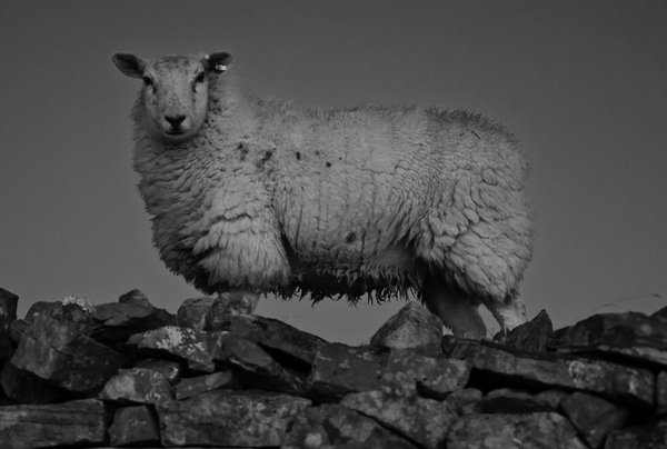 Sheep v2