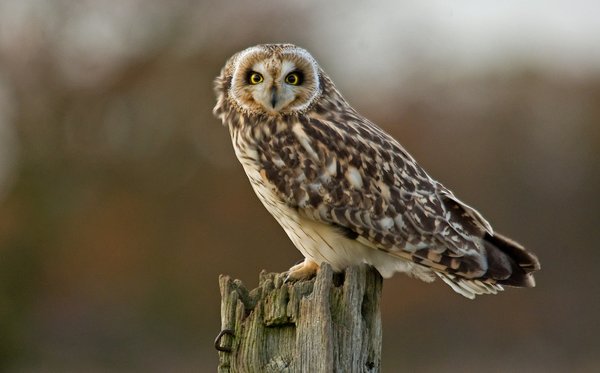 Short Eared Owl