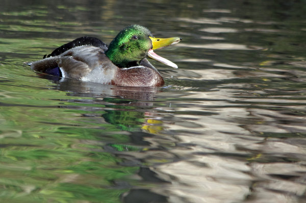 Slow, slow, quack, quack, slow