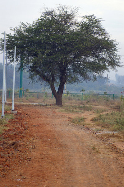 Speaking tree