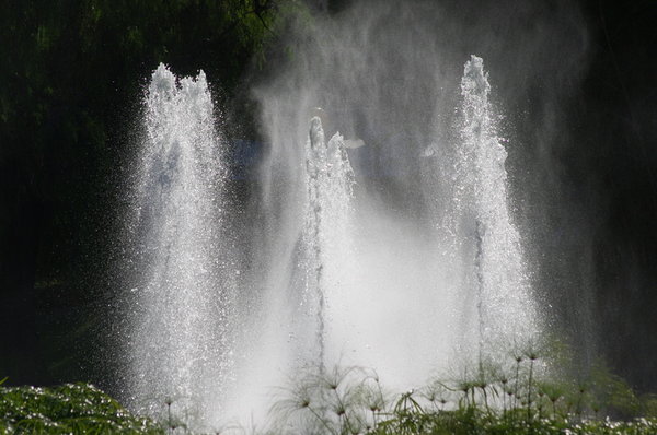 Splash in the park