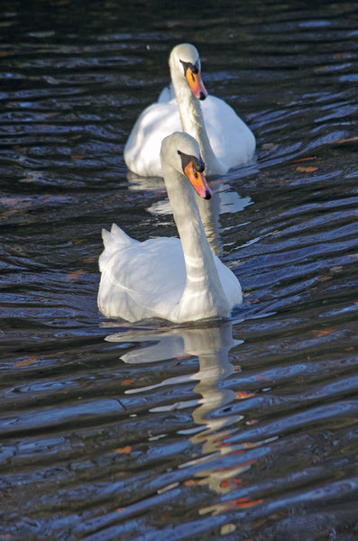 Swanshine