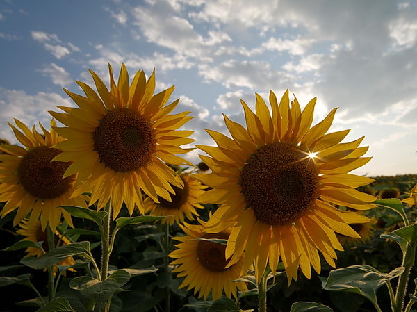 The Suns