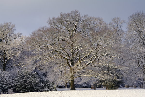 Tree in spotlight