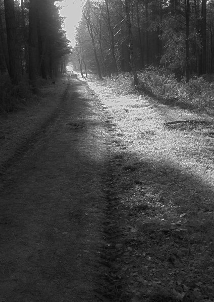 Woodland path