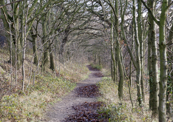Woodland Walk