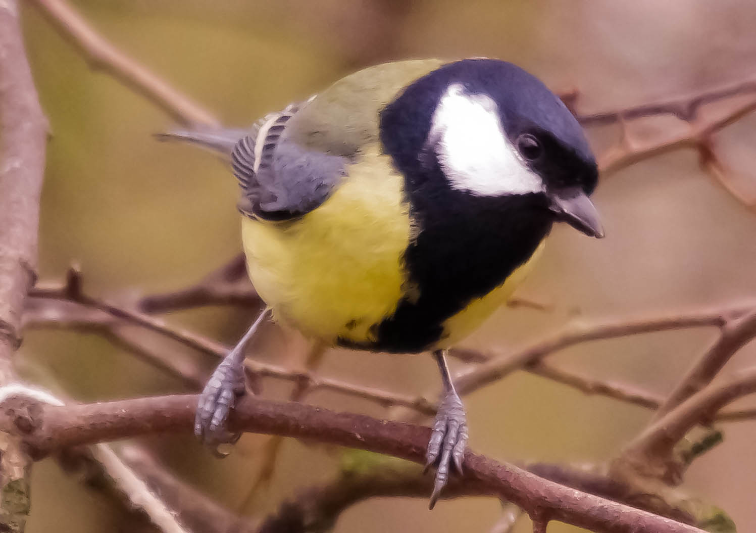 Blue Tit