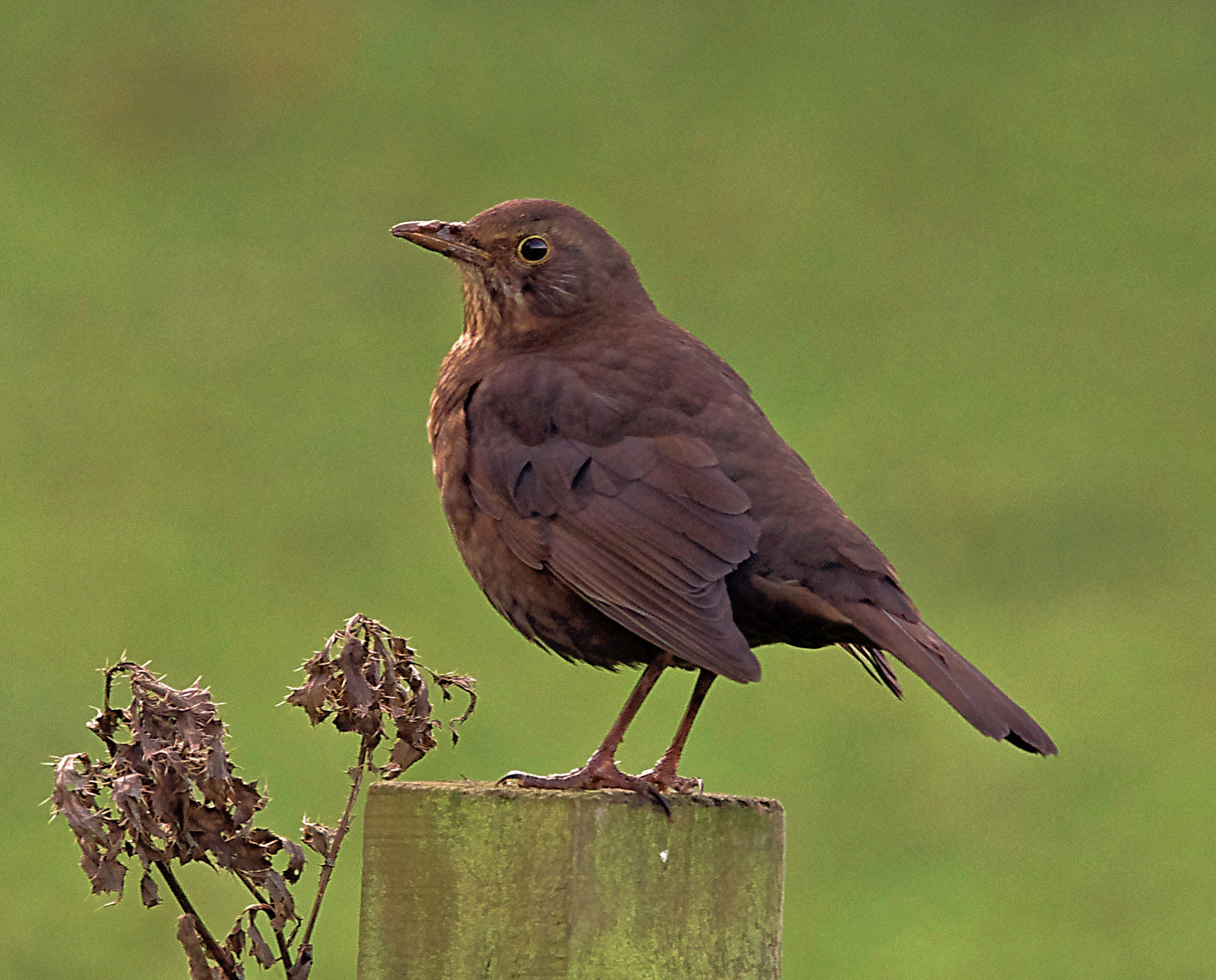 BROWN BIRD