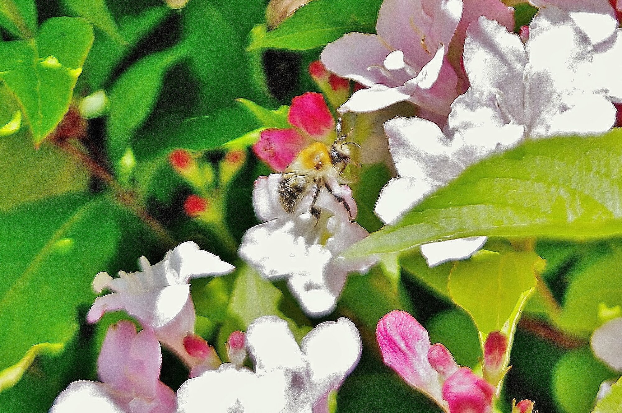 Busy Bee
