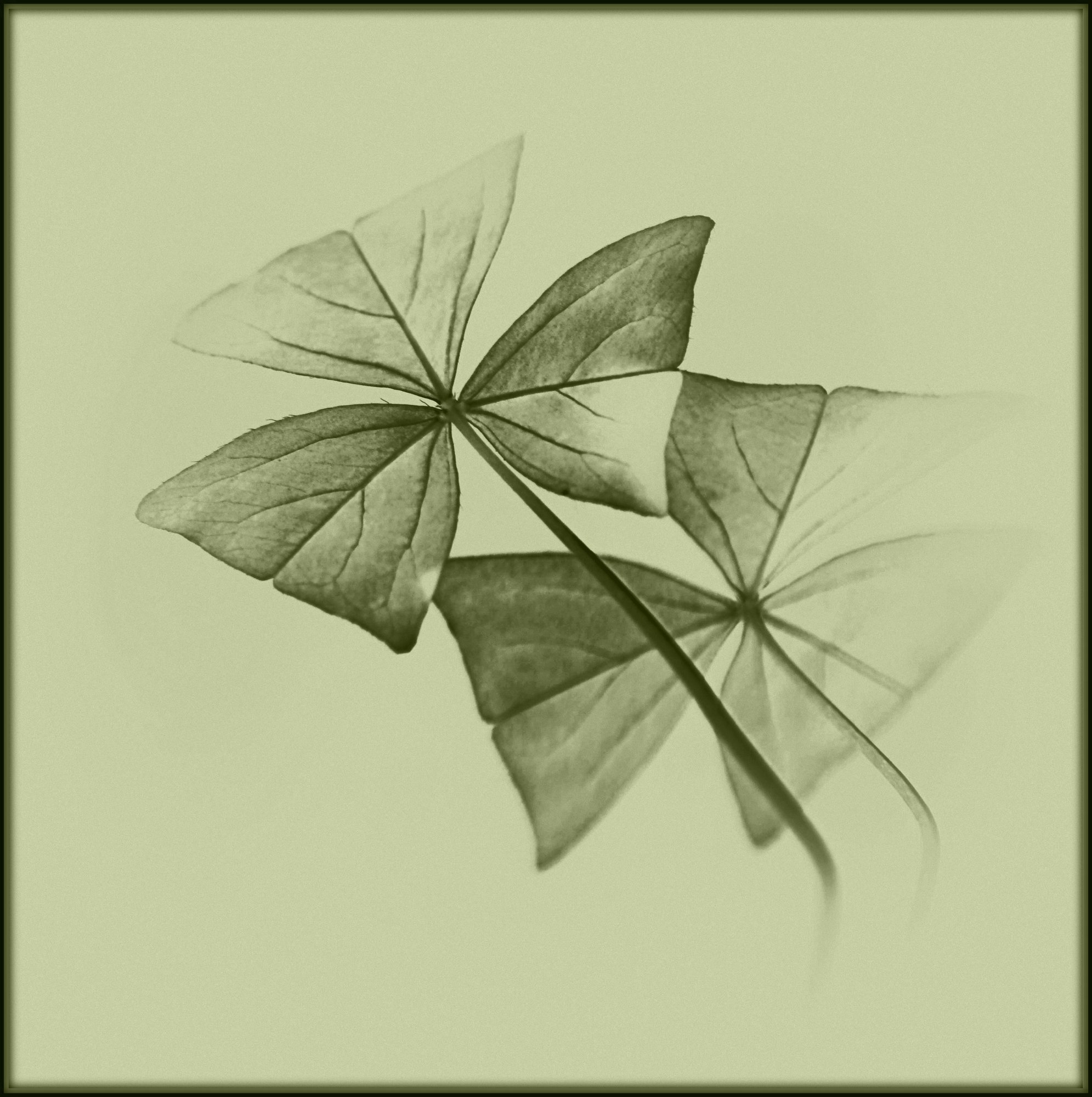 Copying Butterflies