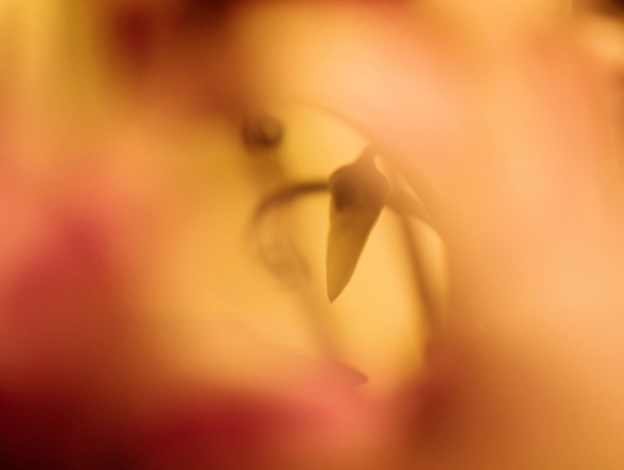 Cyclamen