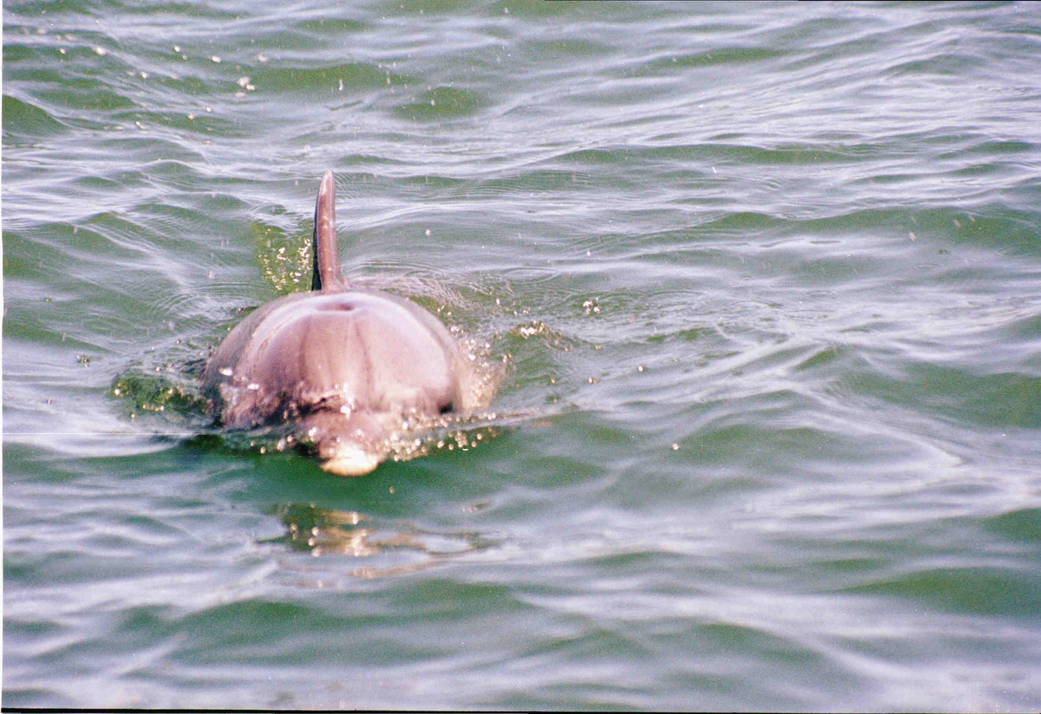 Dolphin charge