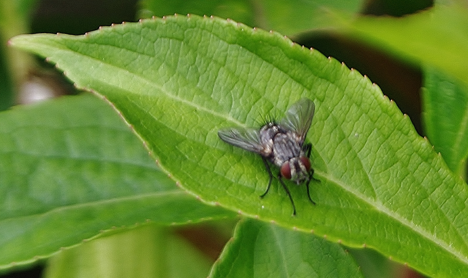 Don't BUG me!!!!