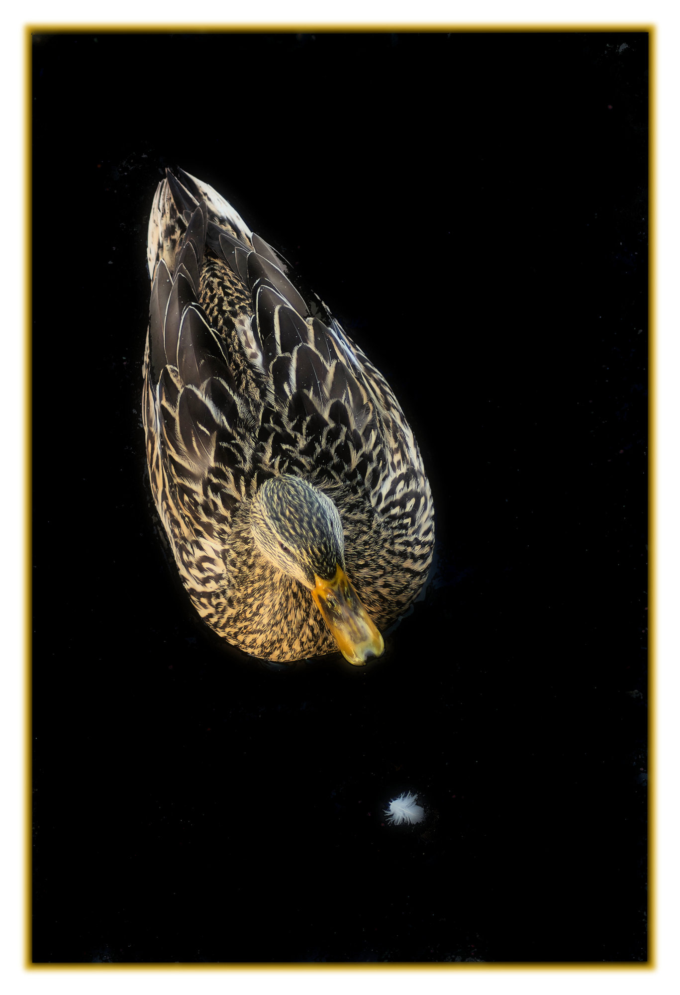 Feathers