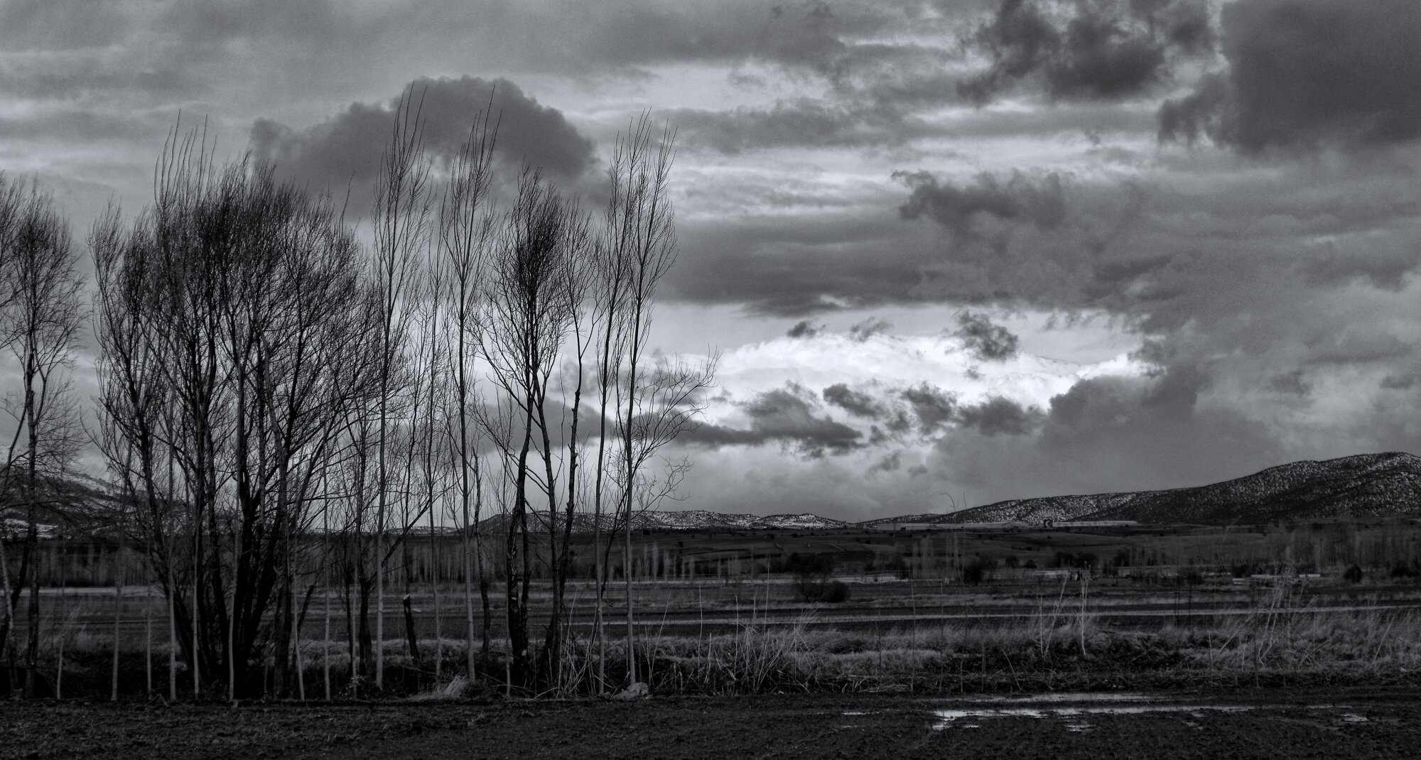 Fields in Winter