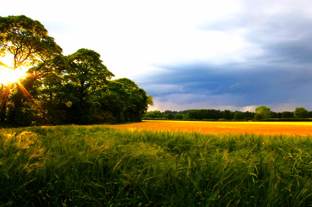 Fields of glory
