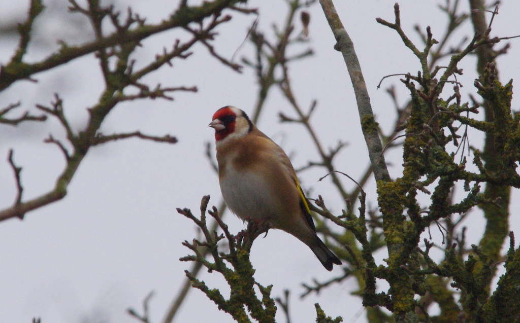 goldfinch
