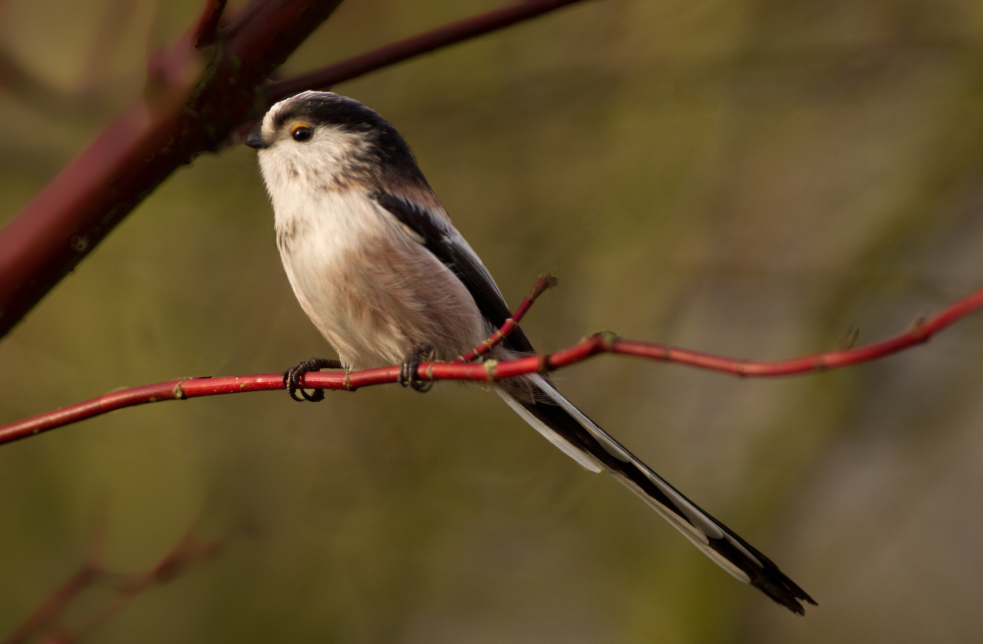 long-tailed tit