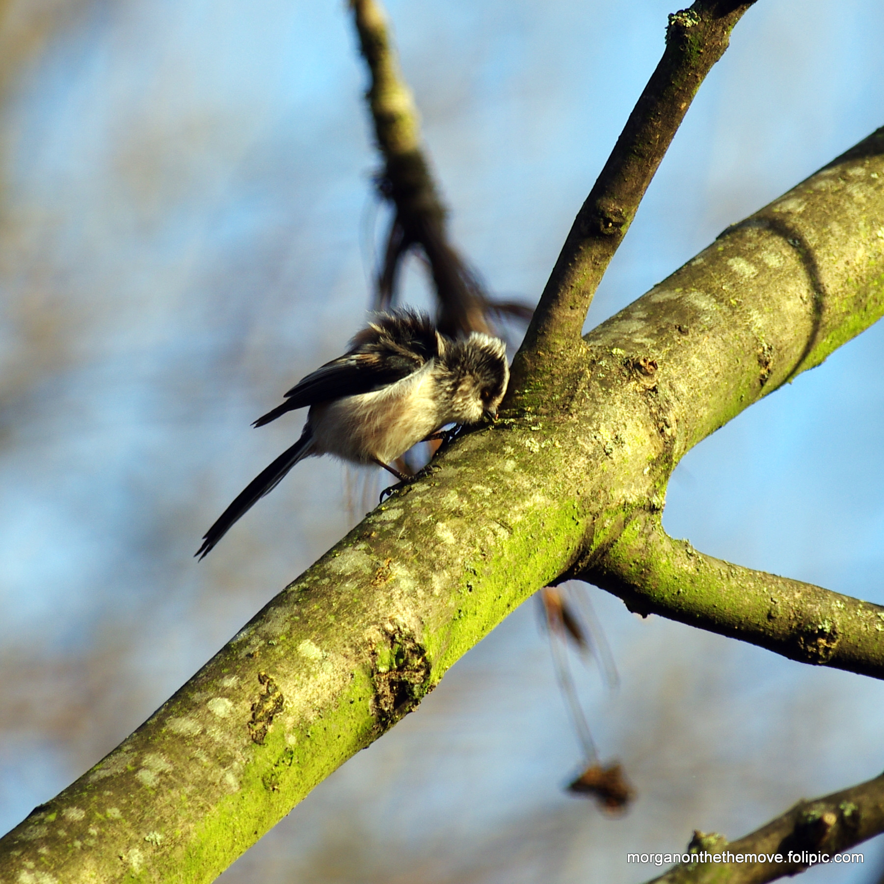 Long Tailed Tit