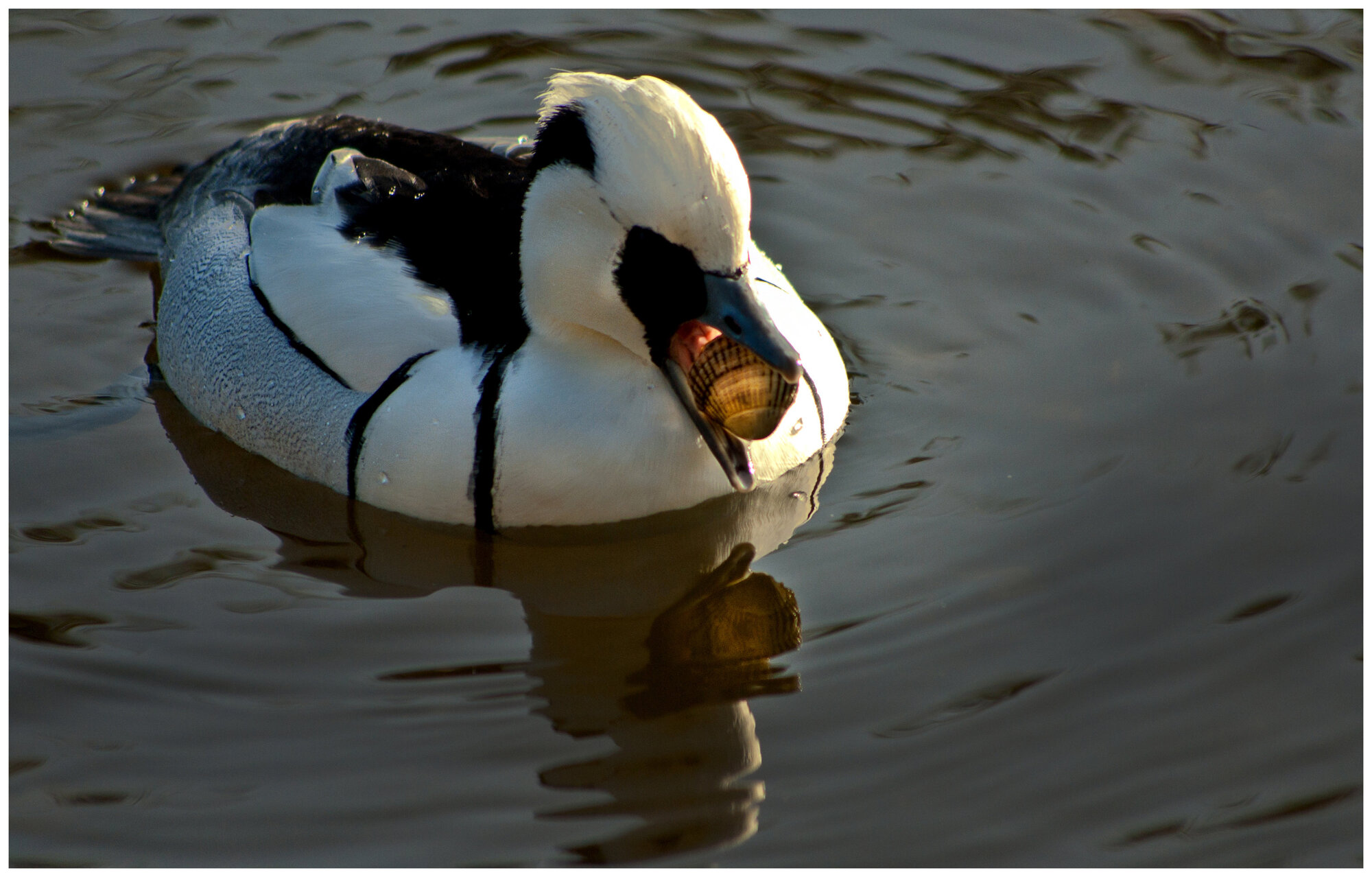 One hungry duck!!