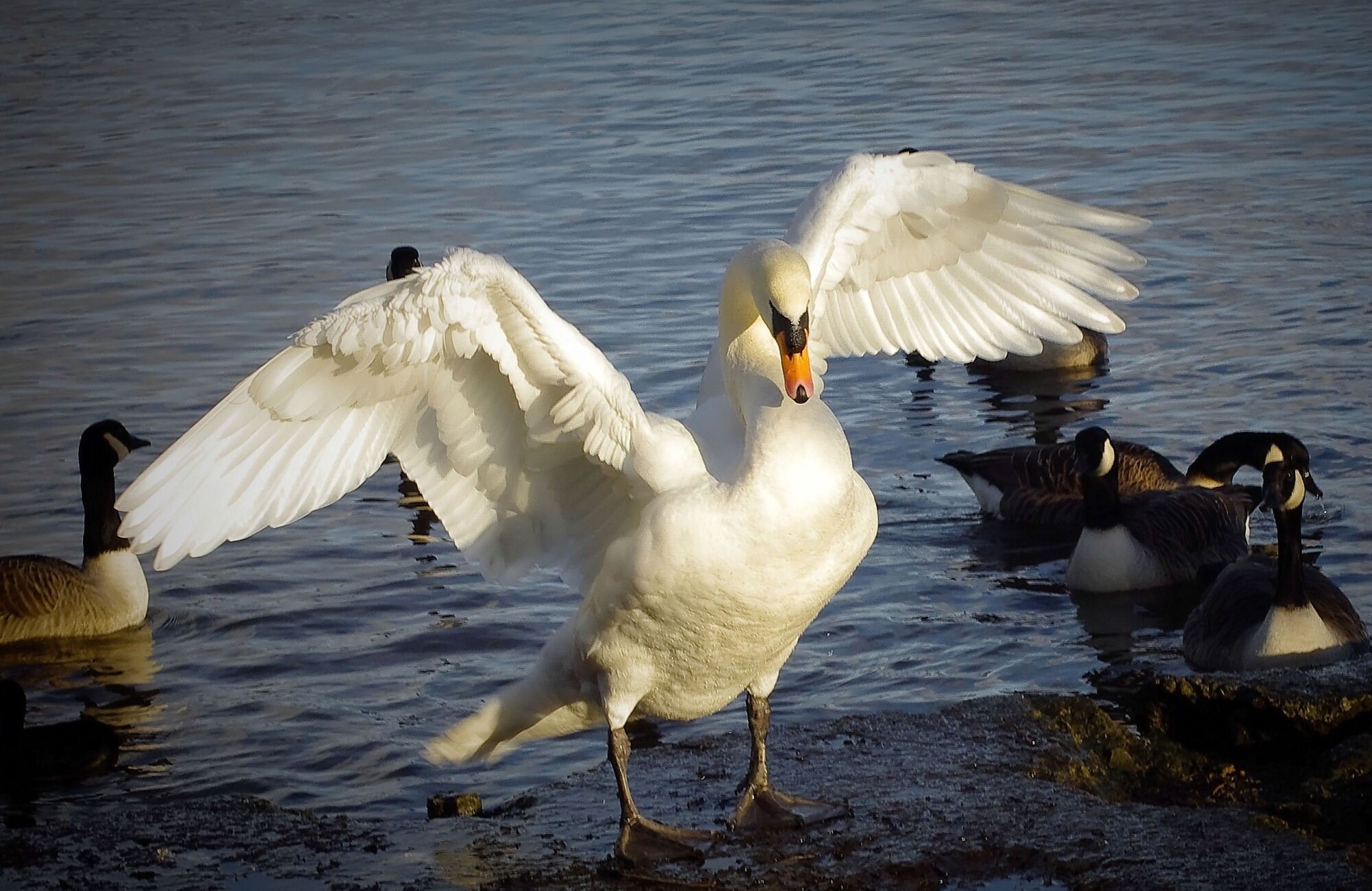 Open wings