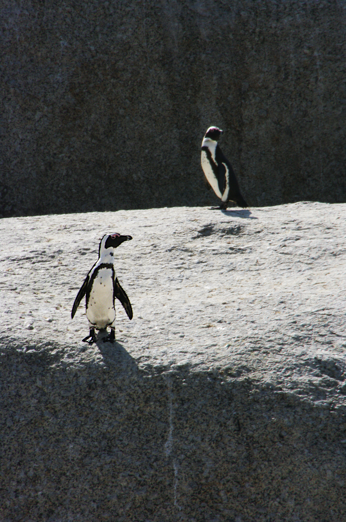 Penguins