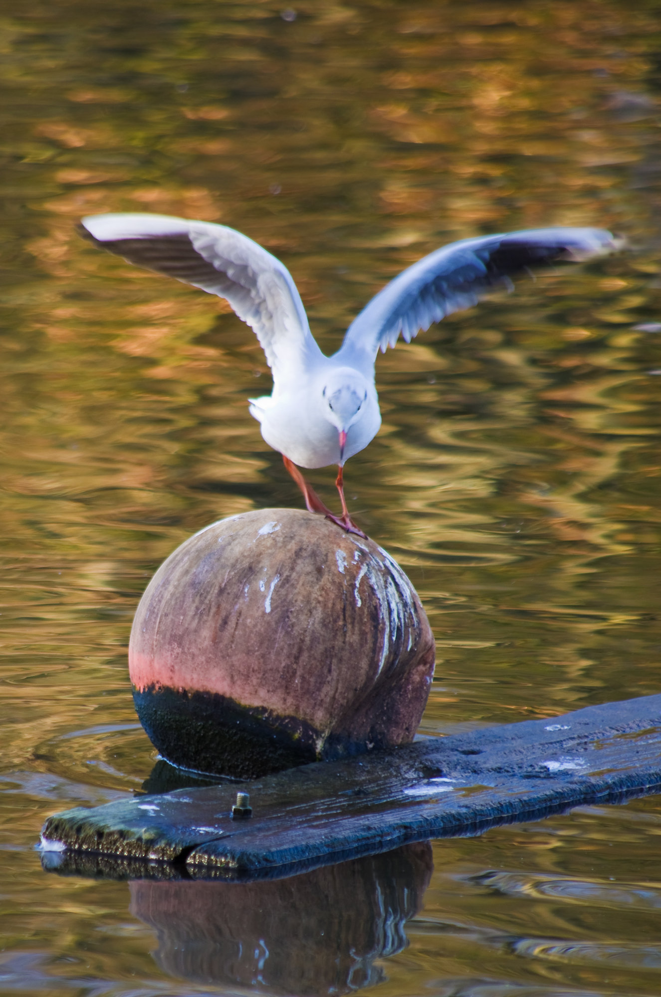 Playing Ball