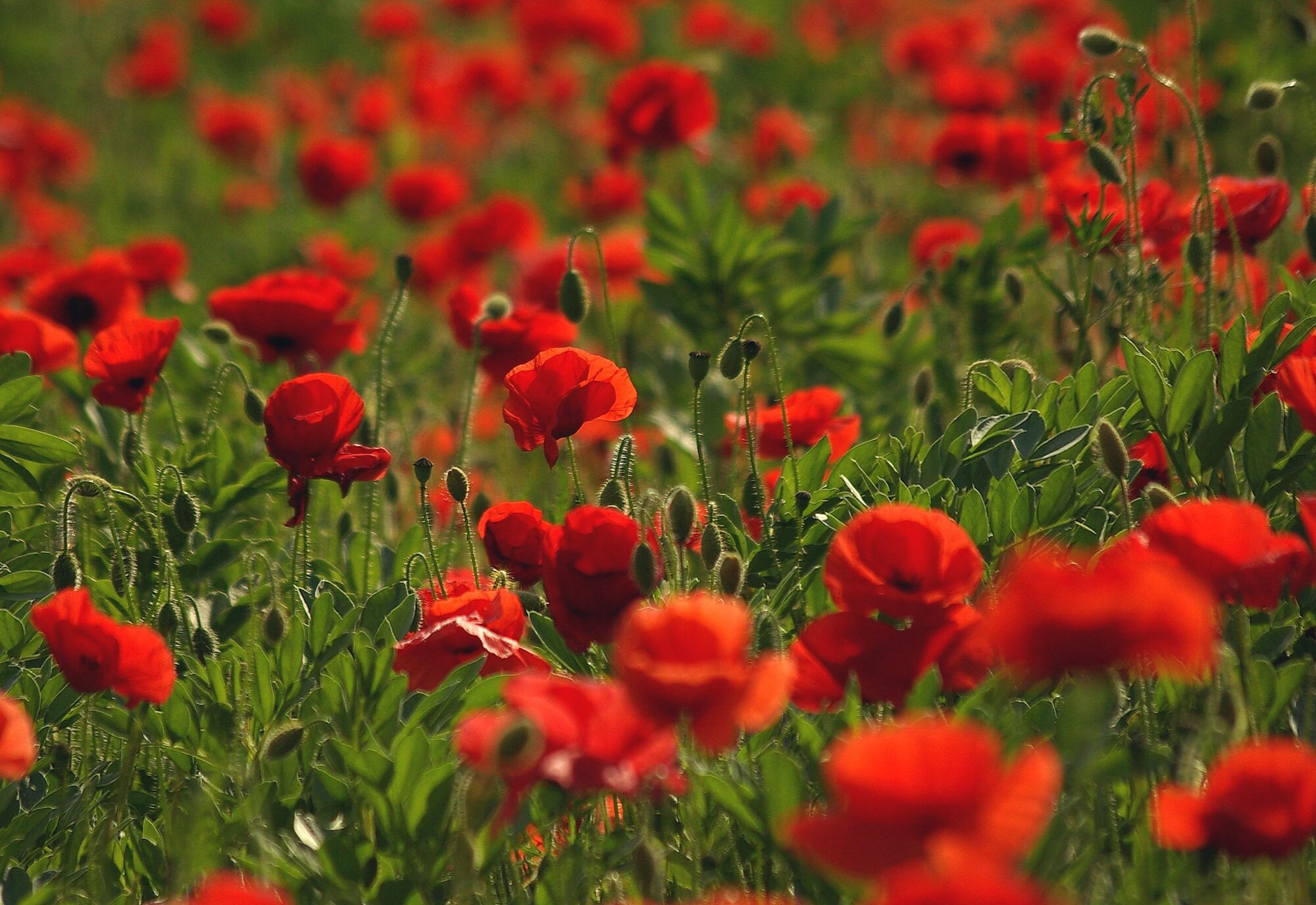 Poppies.