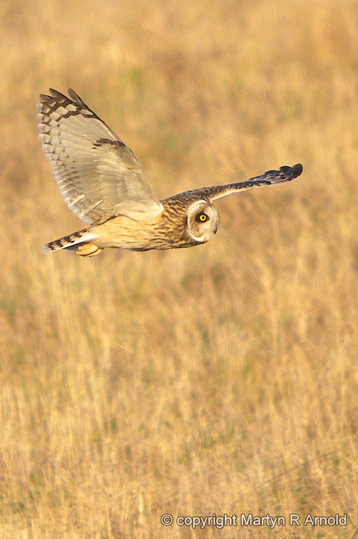 Short Eared Owl crop