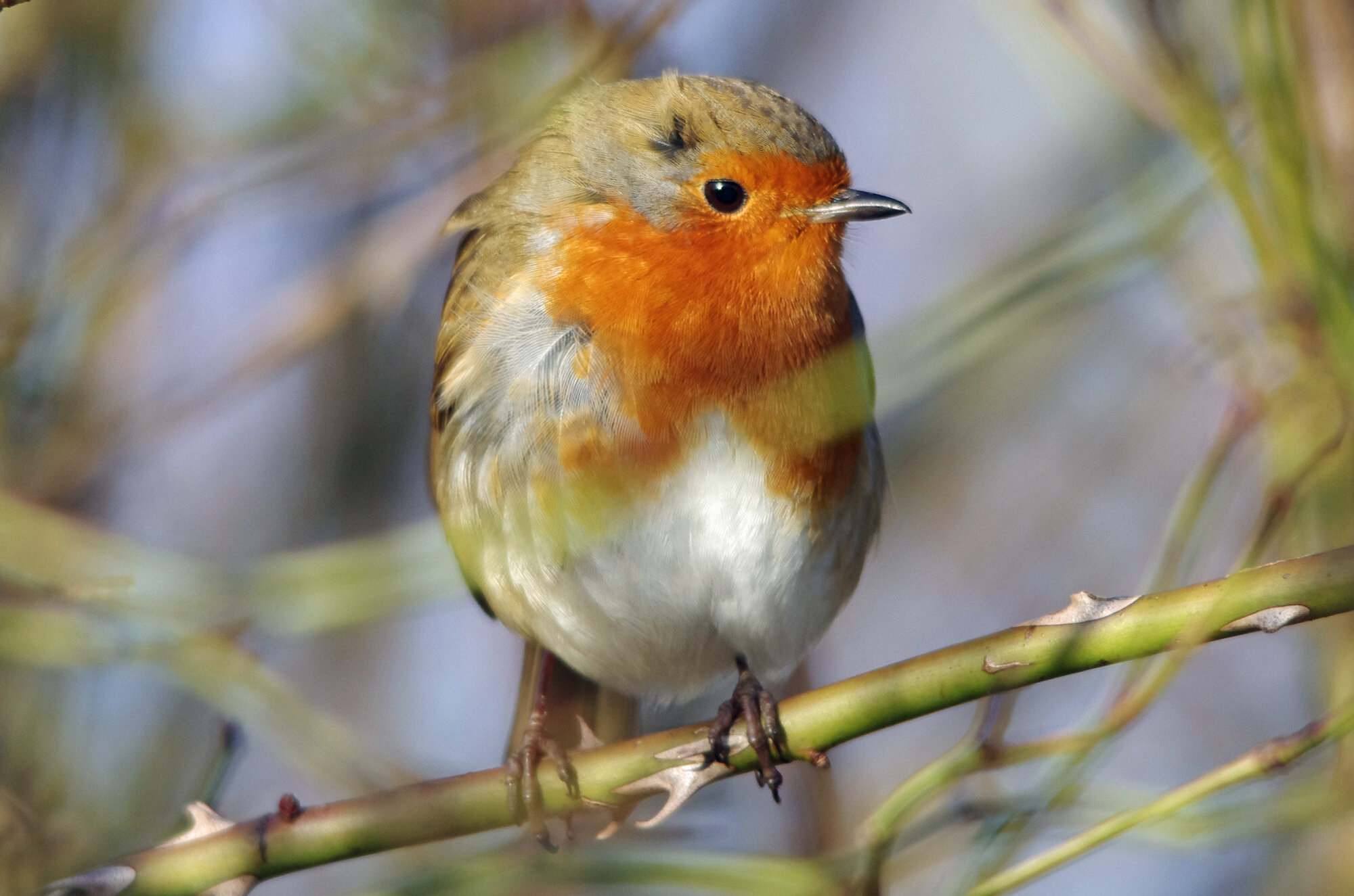 Simply red