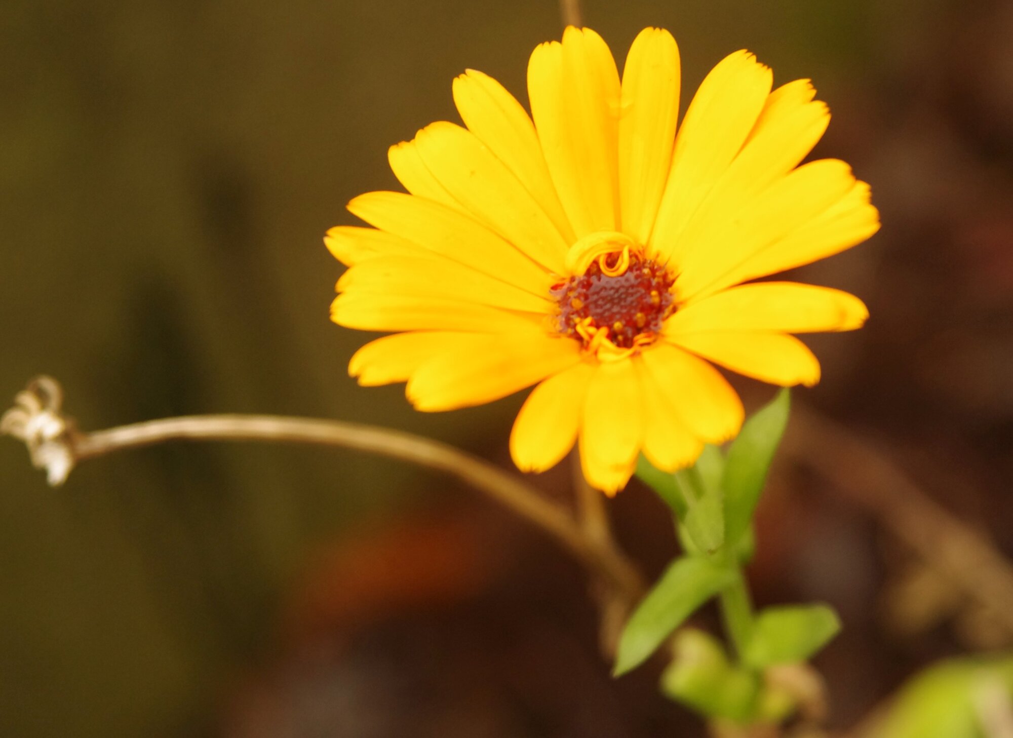 The last cottage Marigold.